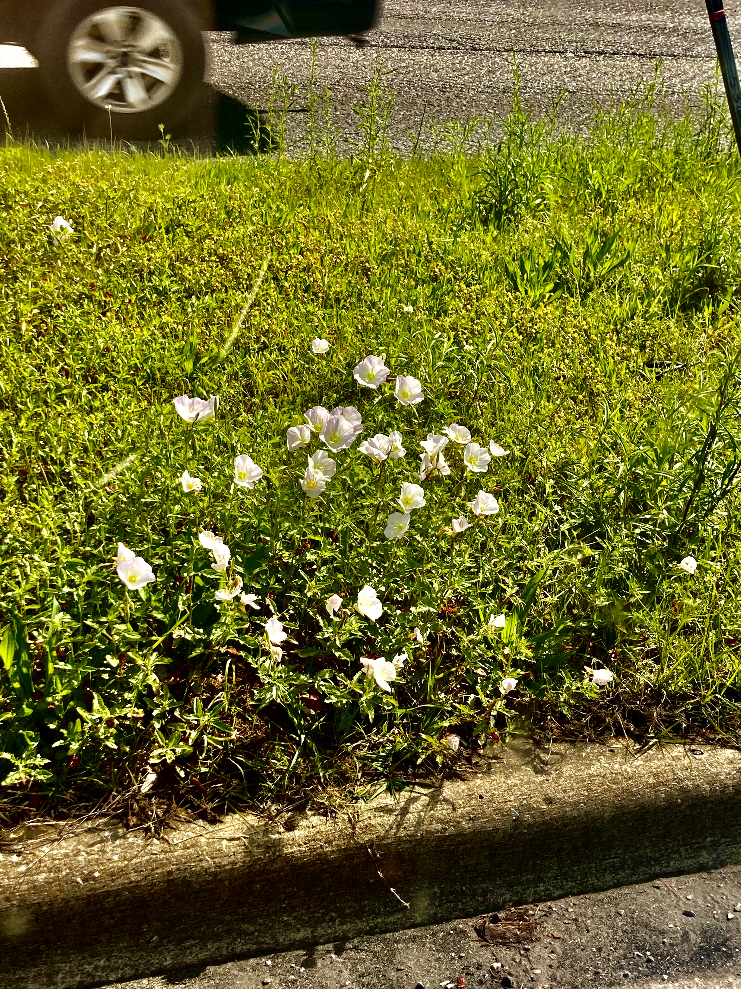 A photo of white wildflowers in a median.